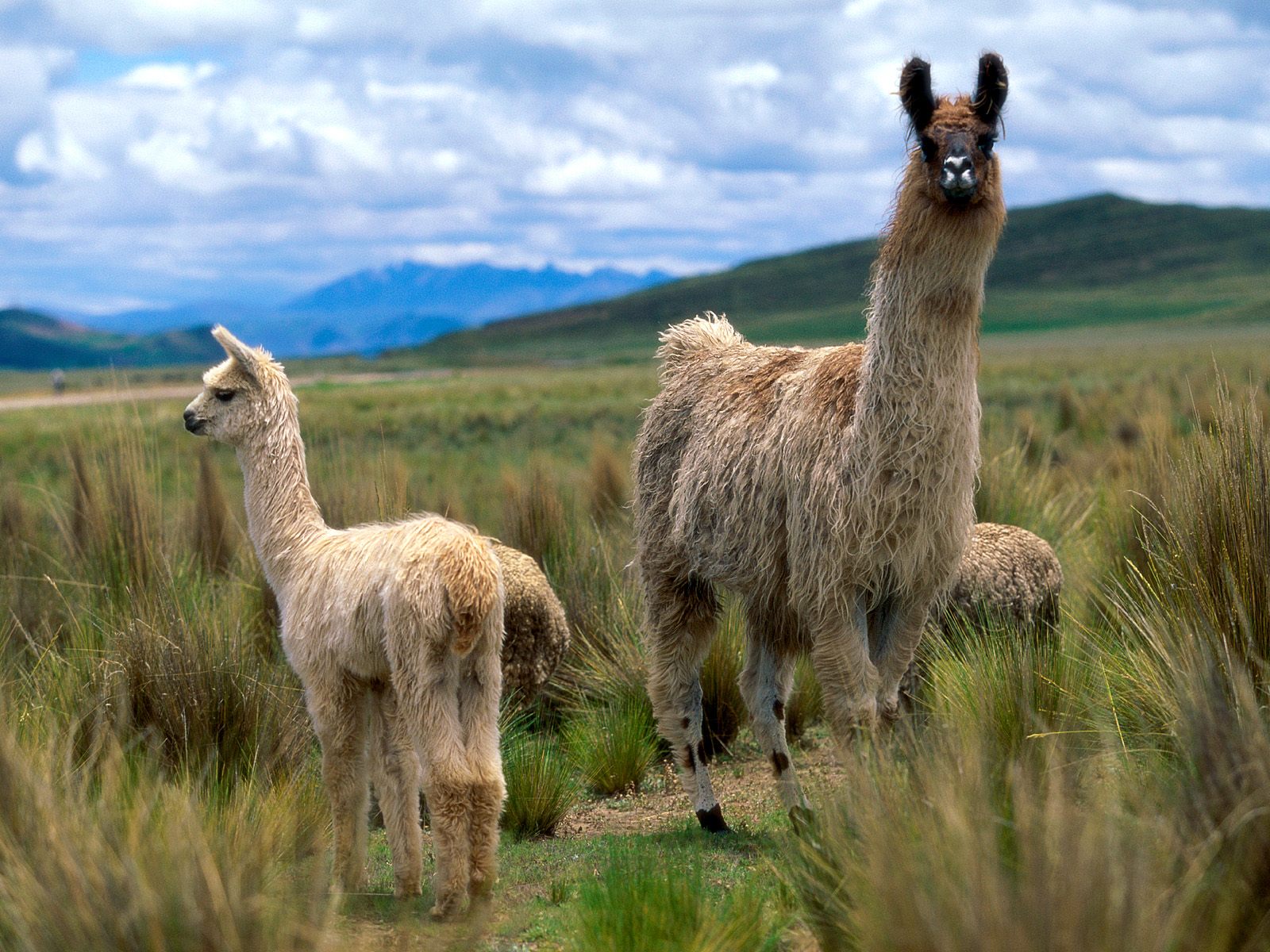 ?image=Hayvanlar/Lamas_Andes_Mountains.jpg