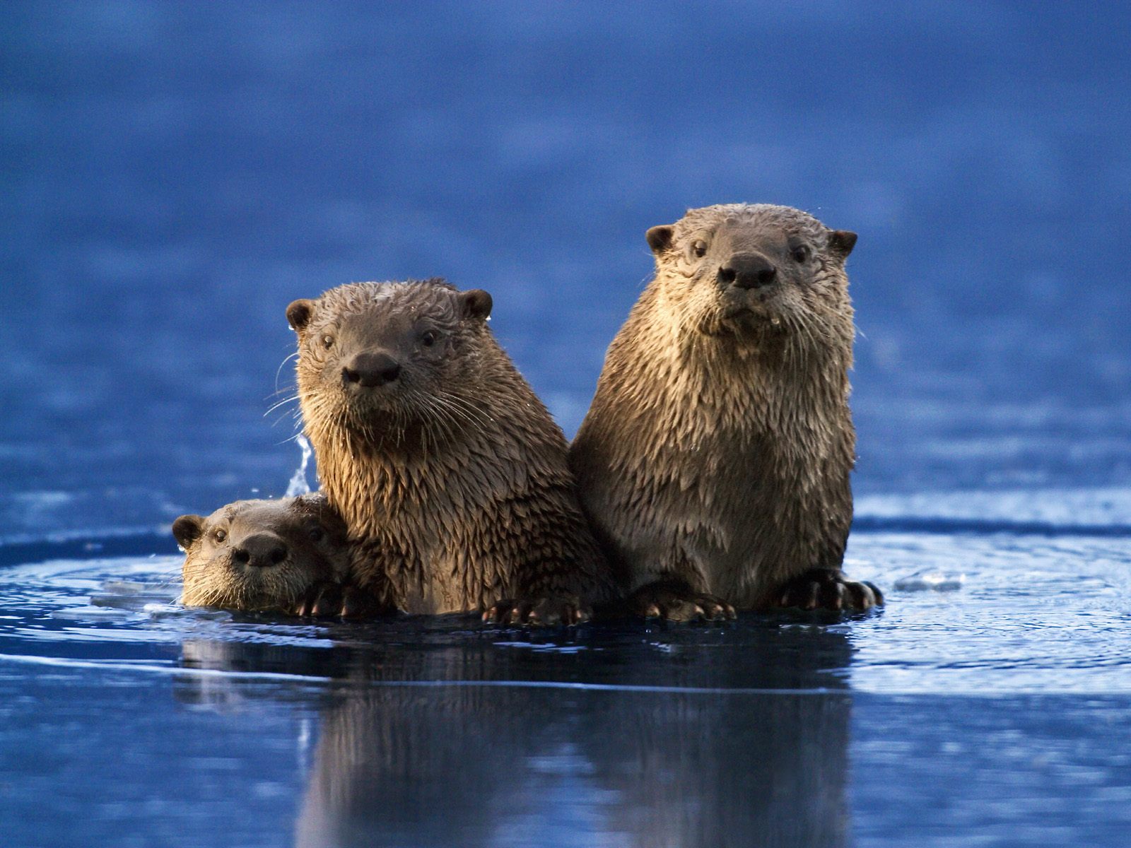 ?image=Hayvanlar/Sea_Otter_Family.jpg