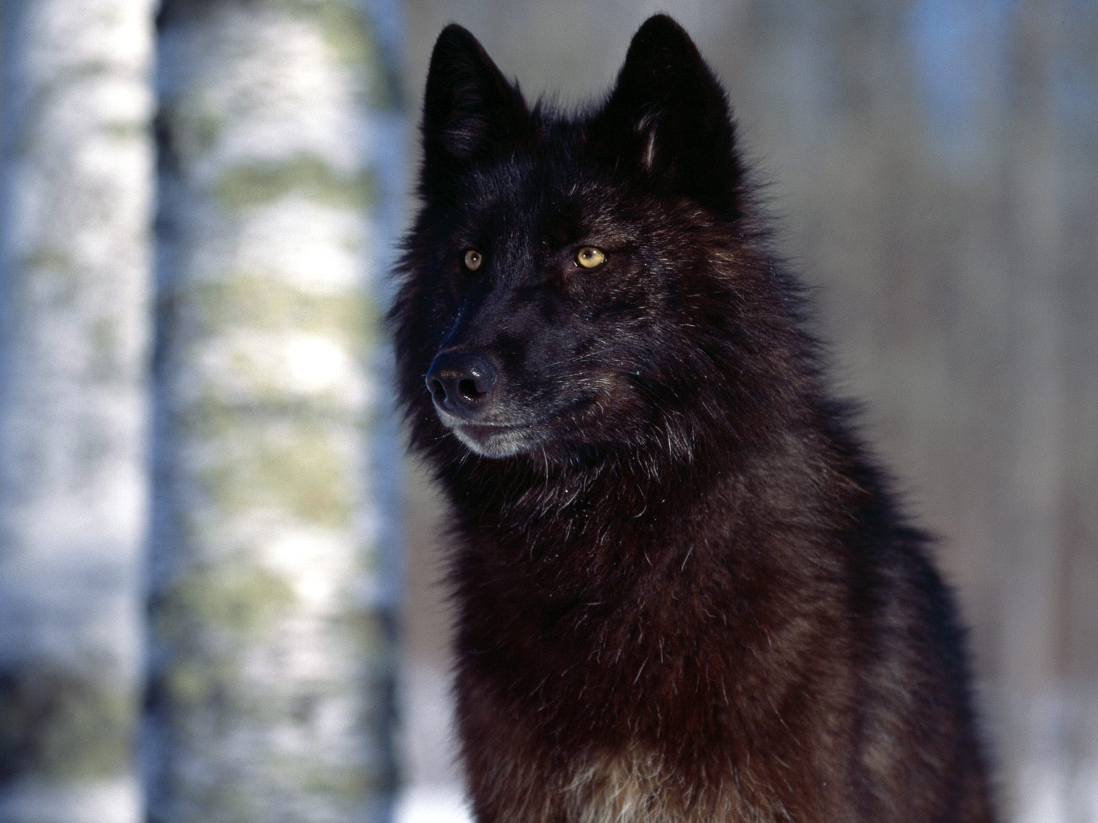 ?image=Hayvanlar/Wolf-Black-Predatory_Eyes.jpg